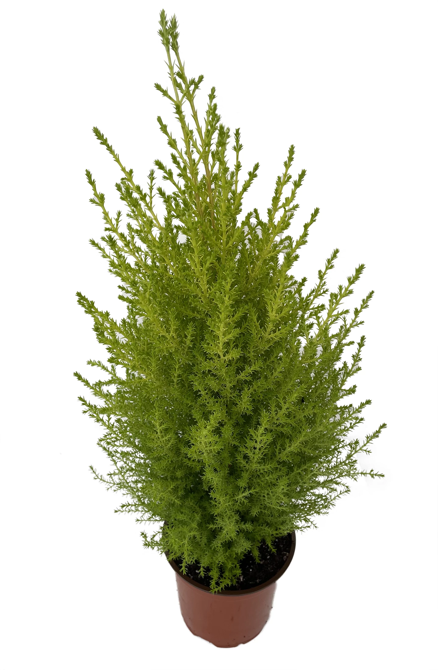 Lemon Scented Goldcrest Cypress Tree - Indoors/Out - 4.5" Pot 4 Lemon Scented Goldcrest Cypress Tree - Indoors/Out - 4.5" Pot - Image 2