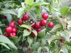 Joel & Jan Bush Cherry Plants - 4" Pots - Red Cherry Fruit In Late Summer -HIRTS Sales apietcpgm 37315.1592328294