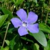Myrtle 48 Plants - Periwinkle/Vinca - Hardy Groundcover - 1 3/4" Pots 1 Myrtle 48 Plants - Periwinkle/Vinca - Hardy Groundcover - 1 3/4" Pots -HIRTS Sales apiez1sqy 76798.1592318738
