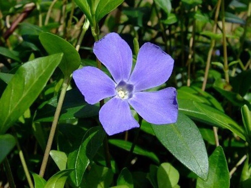 Myrtle 48 Plants - Periwinkle/Vinca - Hardy Groundcover - 1 3/4" Pots 3 Myrtle 48 Plants - Periwinkle/Vinca - Hardy Groundcover - 1 3/4" Pots