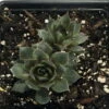 Desert Bloom Hens & Chicks - Sempervivum - Very Hardy - Quart Pot -HIRTS Sales apif6hfu2 22230.1592331636