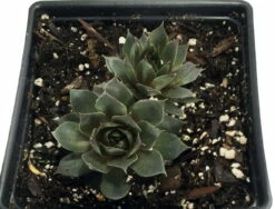 Desert Bloom Hens & Chicks - Sempervivum - Very Hardy - Quart Pot