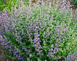 Junior Walker Catmint Perennial - Nepeta Faassenii - Shotgun Blooms -Quart Pot -HIRTS Sales apifabd3g 81030.1592326595