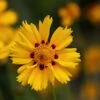 Tequila Sunrise Coreopsis Perennial Plant - Quart Pot -HIRTS Sales apifjkphc 86783.1592323236