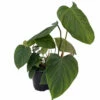Rare Fuzzy Petiole - Philodendron - Collector's Series - 6" Pot 1 Rare Fuzzy Petiole - Philodendron - Collector's Series - 6" Pot -HIRTS Sales apifmojyf 00092.1645108168