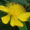 St. John's Wort Perennial Plant - Hypericum Calycinum - Gallon Pot -HIRTS Sales apifmwmae 95382.1592330128
