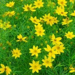 Zagreb Coreopsis Perennial Plant - AGM WINNER - Quart Pot -HIRTS Sales apifmyrul 00468.1592329768