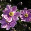 September Charm Japanese Anemone - Windflower - Fall Flowering - Gallon Pot 2 September Charm Japanese Anemone - Windflower - Fall Flowering - Gallon Pot -HIRTS Sales apifnfq1c 86677.1608890900