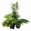 Low Light House Plant Collection - Parlor Palm/Philodendron/Devil's Ivy -3" Pots -HIRTS Sales apifo8cee 74886.1592323864