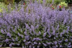 Walker's Low Catmint Perennial - Nepeta Faassenii - Live Plant - Gallon Pot -HIRTS Sales apifq2jbu 95798.1592330114