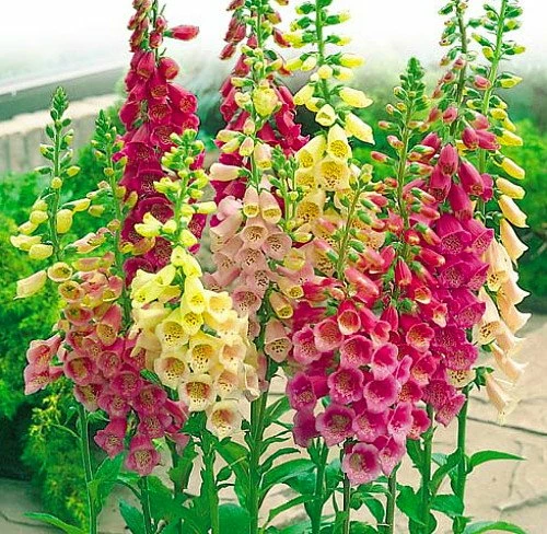 Excelsior Mix Foxglove - Digitalis Purpurea - Live Plant - Quart Pot 3 Excelsior Mix Foxglove - Digitalis Purpurea - Live Plant - Quart Pot