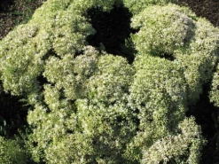 Thundercloud Sedum - Hardy Perennial Groundcover - Quart Pot -HIRTS Sales apiftu6uj 09467.1592326179