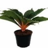 Orange Mandarin Spider Plant - Chlorophytum - Easy To Grow - 6" Pot 1 Orange Mandarin Spider Plant - Chlorophytum - Easy To Grow - 6" Pot -HIRTS Sales apifxmbzh 13683.1592330588