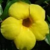Golden Brazilian Jasmine Plant - Indoors/Out - Mandevilla - 6" Pot -HIRTS Sales apig0zgrr 85249.1592323656