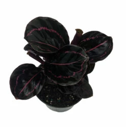 Dottie Rose Painted Prayer Plant - Calathea Roseopicta 'Dottie' - Easy - 4" Pot