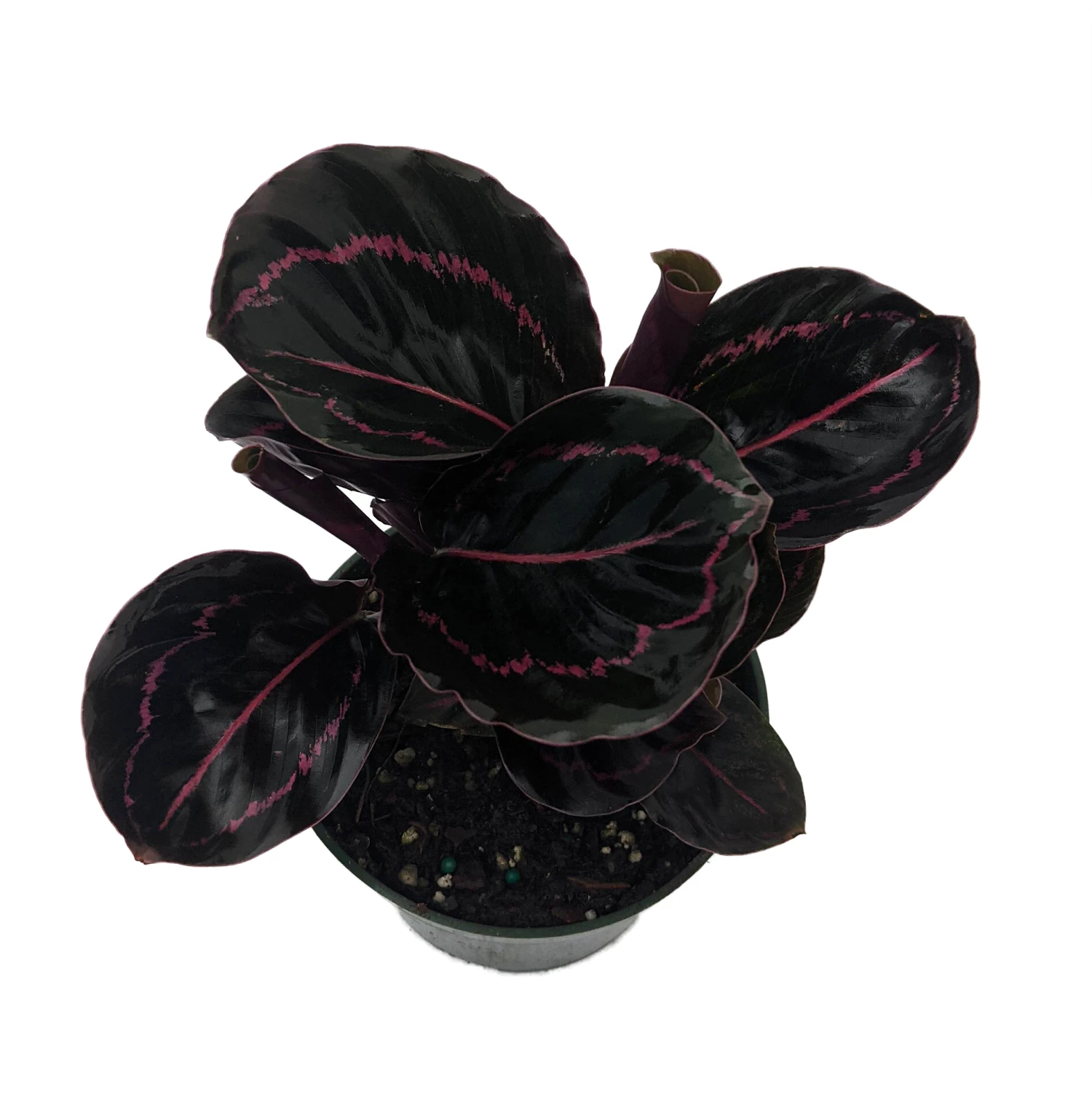 Dottie Rose Painted Prayer Plant - Calathea Roseopicta 'Dottie' - Easy - 4" Pot 3 Dottie Rose Painted Prayer Plant - Calathea Roseopicta 'Dottie' - Easy - 4" Pot