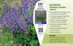 Decadence® Blueberry Sundae Baptisia - False Indigo - Gallon Pot -HIRTS Sales apigcvwwa 98850.1592332068