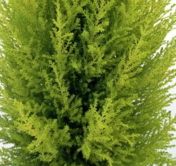 Lemon Scented Goldcrest Mini Poodle Cypress Tree - 4.5" Pot -HIRTS Sales apiglhbyw 11149.1592324285