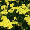 Moonshine Yarrow Perennial - Achillea - NEW! - Quart Pot -HIRTS Sales apigp6atk 77174.1592325518