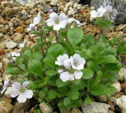 Babies Breath Mouse Ear - Gypsophila Cerastioides - Quart Pot 9 Babies Breath Mouse Ear - Gypsophila Cerastioides - Quart Pot -HIRTS Sales apigpk20s 38888.1592334537