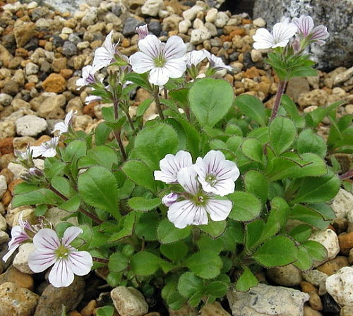 Babies Breath Mouse Ear - Gypsophila Cerastioides - Quart Pot 5 Babies Breath Mouse Ear - Gypsophila Cerastioides - Quart Pot - Image 3