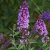 Humdinger® Orchid Annie Butterfly Bush - Buddleia - Compact - Gallon Pot 2 Humdinger® Orchid Annie Butterfly Bush - Buddleia - Compact - Gallon Pot -HIRTS Sales apigq6x45 61509.1592318205