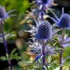 Blue Glitter Sea Holly Perennial - Eryngium - Live Plant - Quart Pot -HIRTS Sales apigviocr 44624.1592323723