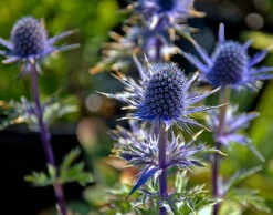 Blue Glitter Sea Holly Perennial - Eryngium - Live Plant - Quart Pot