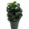 Twister Dragon Tree - Dracaena Fragrans - 6" Pot - Easy To Grow House Plant