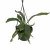 Staghorn Fern - Platycerium Biforcatum - EXOTIC - 6" Hanging Basket 1 Staghorn Fern - Platycerium Biforcatum - EXOTIC - 6" Hanging Basket -HIRTS Sales apigwwkhr 99289.1592329742