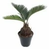 Sago Palm - Living Fossil Plant - Cycas Revoluta - 4" Pot 2 Sago Palm - Living Fossil Plant - Cycas Revoluta - 4" Pot -HIRTS Sales apigz524j 08088.1592329845