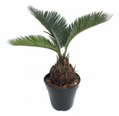 Sago Palm - Living Fossil Plant - Cycas Revoluta - 4" Pot