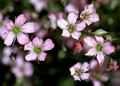 Pink Creeping Babies Breath Plant - Gypsophila Repens Rosea - Quart Pot -HIRTS Sales apigzlyq3 01270.1592332838
