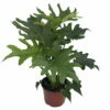 Lickety Split Philodendron - Easy To Grow House Plant - 6" Pot 2 Lickety Split Philodendron - Easy To Grow House Plant - 6" Pot -HIRTS Sales apigznwtb 71614.1592325931