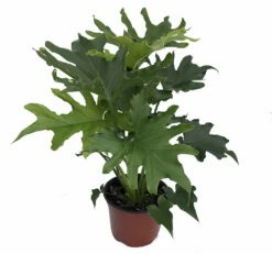 Lickety Split Philodendron - Easy To Grow House Plant - 6" Pot