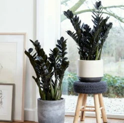 Rare Black Raven ZZ Plant - Zamioculcas Zamiifolia - 6" Pot - Collector's -HIRTS Sales apih2ak8c 41160.1640122347