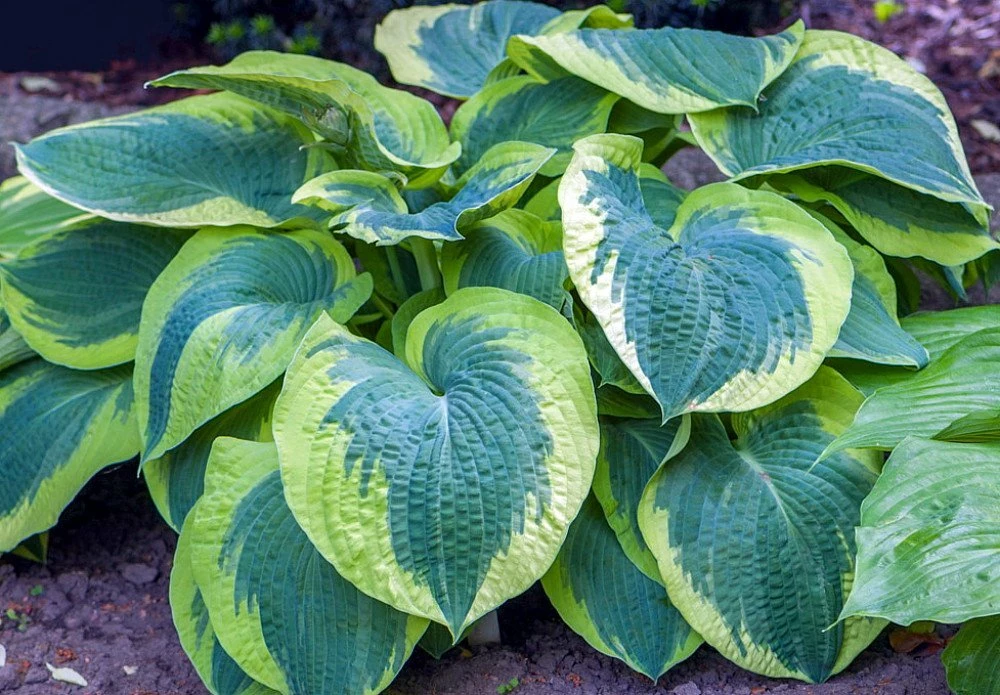 American Halo Hosta - Shade Lover - White Flowers - Live Plant - Quart Pot 3 American Halo Hosta - Shade Lover - White Flowers - Live Plant - Quart Pot