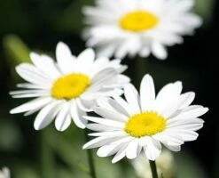 Becky Shasta Daisy - Leucanthemum - 2003 Plant Of The Year - Quart Pot