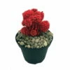 Flaming Red Living Desert Jewel Cactus - 4" Pot -HIRTS Sales apihe7cac 53126.1592329652