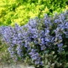 Chocolate Chip Ajuga - Carpet Bugle - Miniature Leaves - 48 Plants -1 3/4" Pot -HIRTS Sales apihg1rkp 46322.1616634180