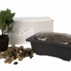 My First Bonsai Tree Kit Plus Live Japanese Juniper Tree -HIRTS Sales apihhokbv 26701.1637774976