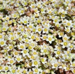 Himalayan Skies Sedum - Stonecrop - Fairy Garden - Live Plant - Quart Pot -HIRTS Sales apihlpjek 61296.1592325099