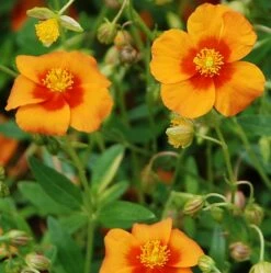 Bronze Carpet Sun Rose - Helianthemum - Quart Pot -HIRTS Sales apihqhhuu 76135.1592323452
