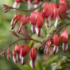 Valentine Bleeding Heart - Dicentra Spectabilis - Perennial - Gallon Pot -HIRTS Sales apihqmijo 37560.1592330940