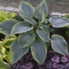 Shadowland Wu La La Hosta - Shade Lover - Gallon Pot - Proven Winners 1 Shadowland Wu La La Hosta - Shade Lover - Gallon Pot - Proven Winners -HIRTS Sales apihtskna 57490.1592323416