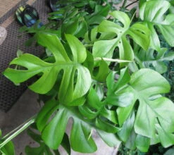 Ultra Rare Ginny Philodendron - Rhaphidophora Tetrasperma -6" Pot- Mini Monstera -HIRTS Sales apihyqfyg 76416.1637716885