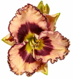 Rainbow Rhythm® Sound Of My Heart Daylily-Hemerocallis-Proven Winners-Gallon Pot -HIRTS Sales apihzgo0v 65956.1592323210