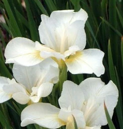 White Swirl Siberian Iris - Ivory White With A Touch Of Gold - Quart Pot -HIRTS Sales apii9buqo 80399.1592325266