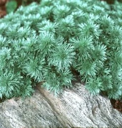 Silver Mound Perennial Plant - Artemisia - Sun/Easy - Live Plant - Quart Pot -HIRTS Sales apiidqia5 65711.1592325969