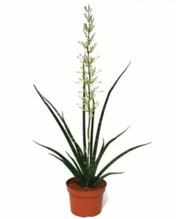 Fernwood Mikado Snake Plant - Sanseveria - Almost Impossible To Kill - 5" Pot -HIRTS Sales apiis5osq 86265.1592323876